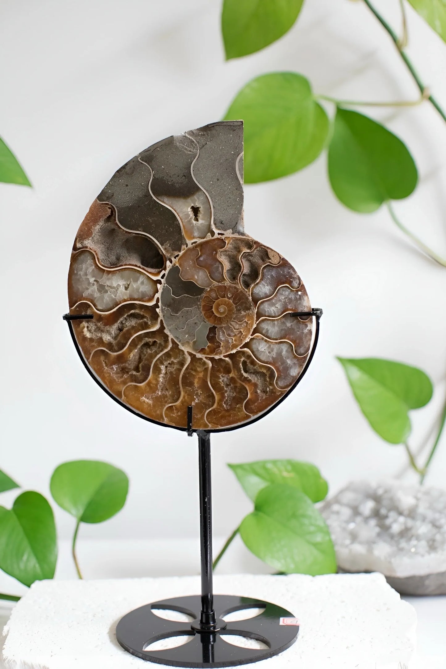 Ammonite Fossil - Free Custom made stand