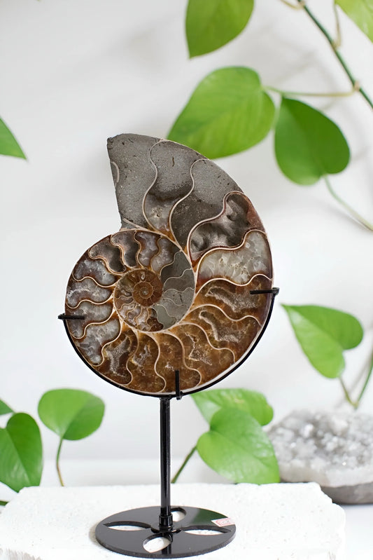 Ammonite Fossil - Free custom stand
