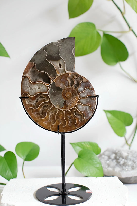 Ammonite Fossil - Free Custom made stand
