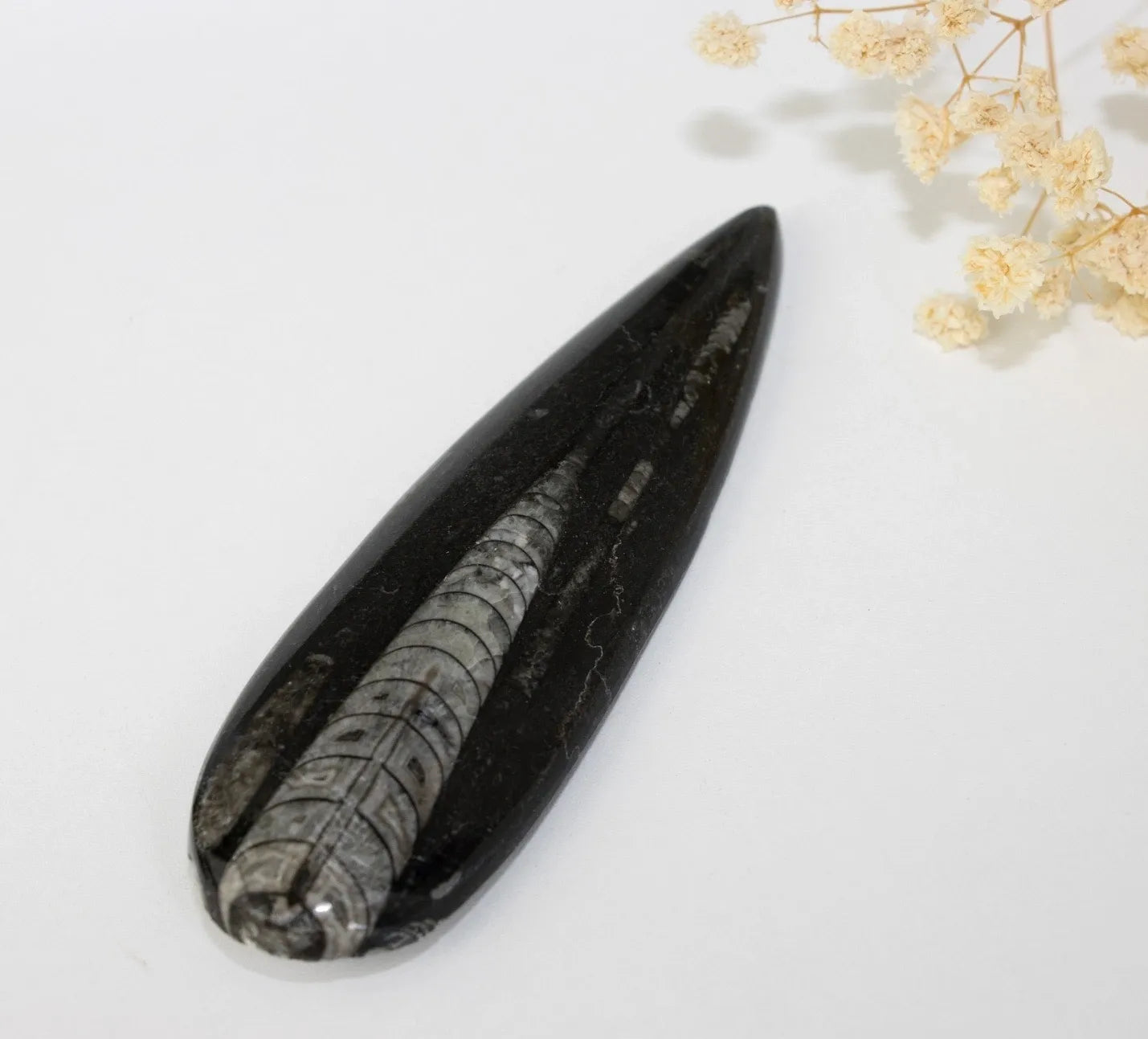Orthoceras Fossil